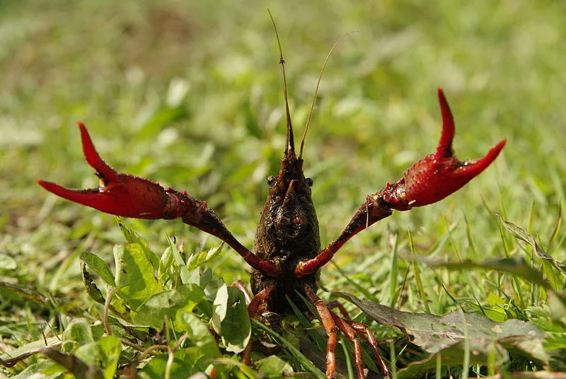800px-Procambarus_clarkii_01