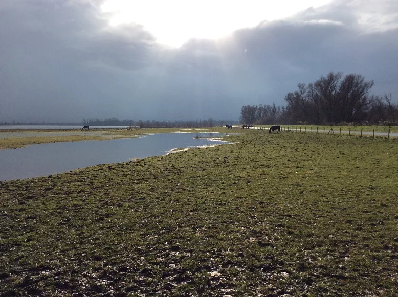 biesbosch 01