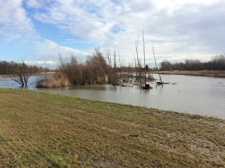 biesbosch 04