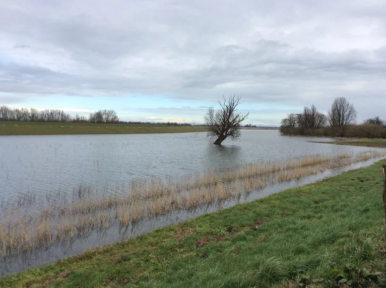 biesbosch 06