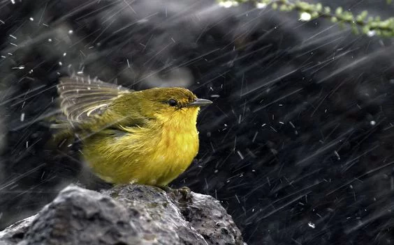 regen2